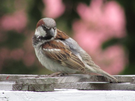 A sparrow in the backyard.