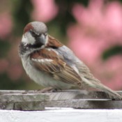 A sparrow in the backyard.