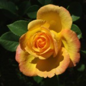 beautiful yellow and orange rose