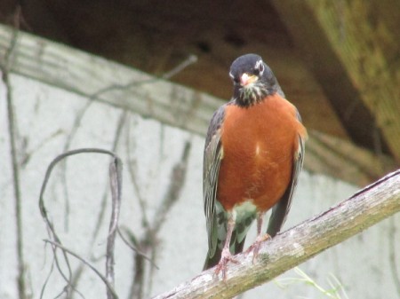 robin on a limb