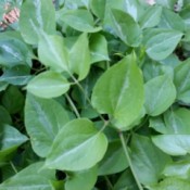 medium green foliage