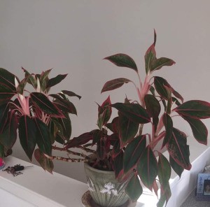 plant with green leaves with pink edges
