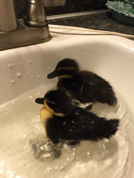 Ezra and Adelaide (Ducks)