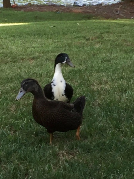 Ezra and Adelaide (Ducks)