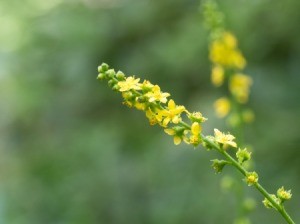 closeup of agrimony.