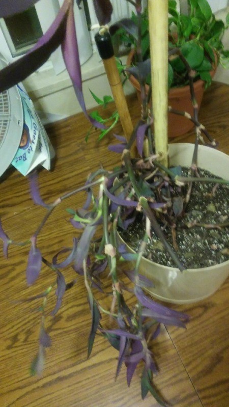 What Is This Houseplant?