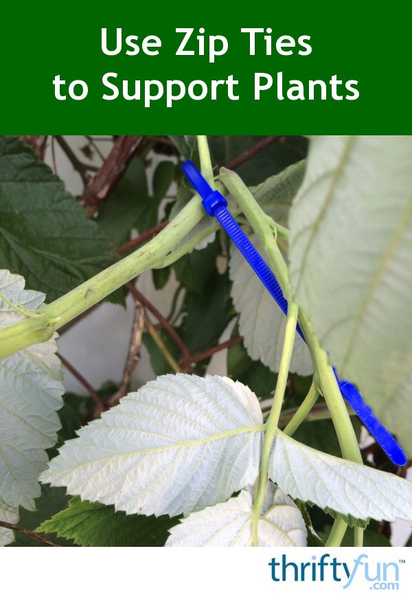 Use Zip Ties to Support Plants ThriftyFun