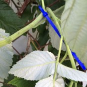 closeup of zip tied plant