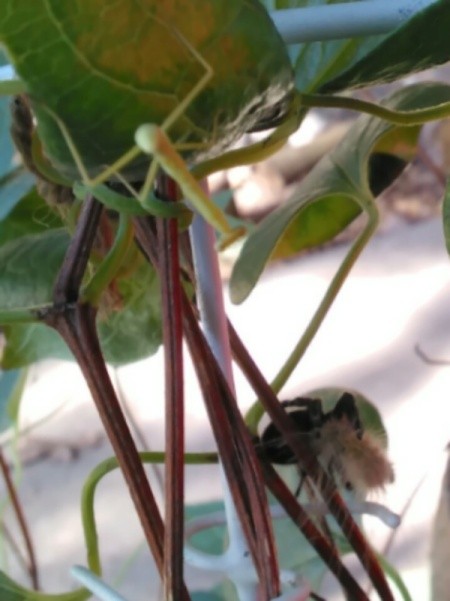 mantis watching spider eat caterpillar