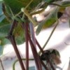 mantis watching spider eat caterpillar