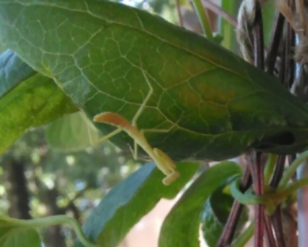 Mantis Watches Jumping Spider Eat Caterpillar