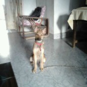 What Breed Is My Dog?