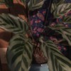 foliage plant with light green leaves with darker stripes
