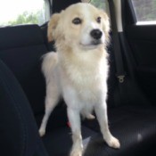 What Breed Is My Dog?