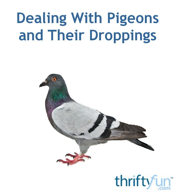 Dealing With Pigeons and Their Droppings ThriftyFun