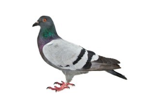 Pigeon on a white background
