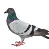 Pigeon on a white background