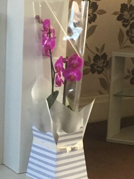 Purple flowering orchid