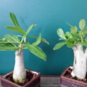 white thick trunked plant with green leaves at top