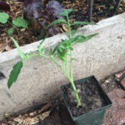 Start Tomato Plants from Stems