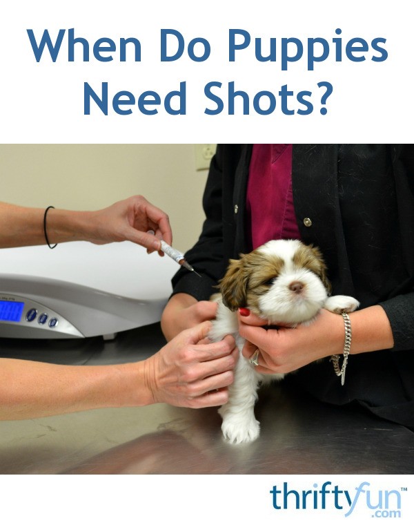 How Old Should A Puppy Be To Get His First Shots