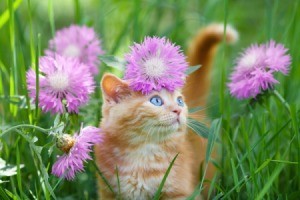 Orange tabby kitten in grass and flowers