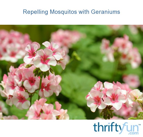 Repelling Mosquitos with Geraniums ThriftyFun