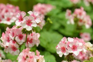 Geraniums with pink and white flowers