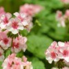 Geraniums with pink and white flowers