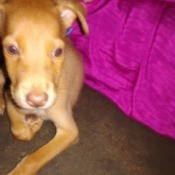 partial photo of light brown dog