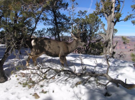 Deer Family in Winter at Grand Canyon