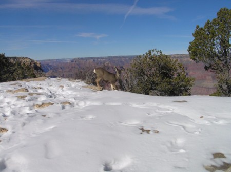 Deer Family in Winter at Grand Canyon