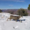 Deer Family in Winter at Grand Canyon