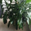 tall multi branched plant with dark green leaves