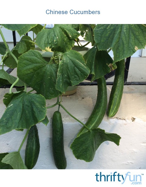 Chinese Cucumbers ThriftyFun