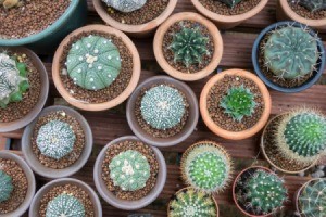 Several small potted cactus plants