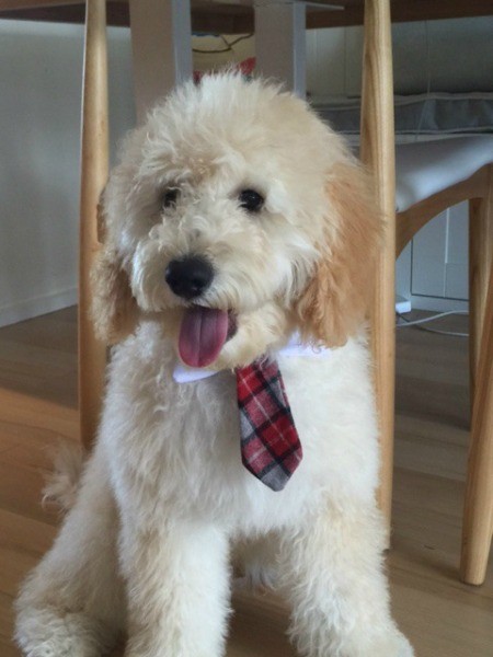 Milo wearing a neck tie