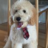 Milo wearing a neck tie