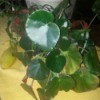 round leafed houseplant