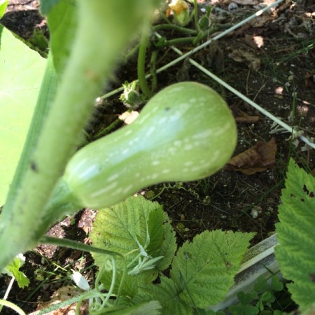 developing butternut squash