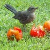 catbird with tomatoes