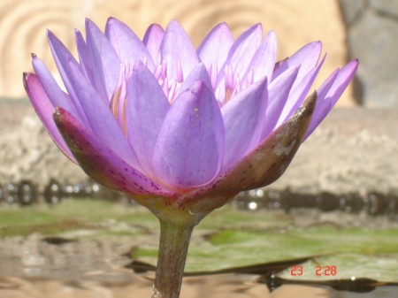 closeup of a lovely lavender lotus flower