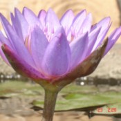 closeup of a lovely lavender lotus flower