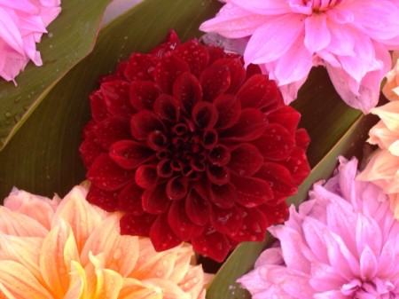 closeup of red dahlia