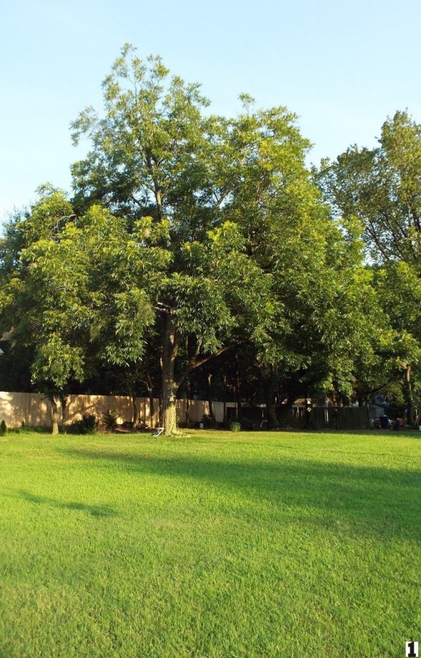 Starting A Pecan Tree From Seed