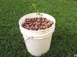 two pecan tree sprouts in a pail of nuts