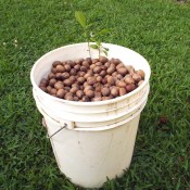 two pecan tree sprouts in a pail of nuts