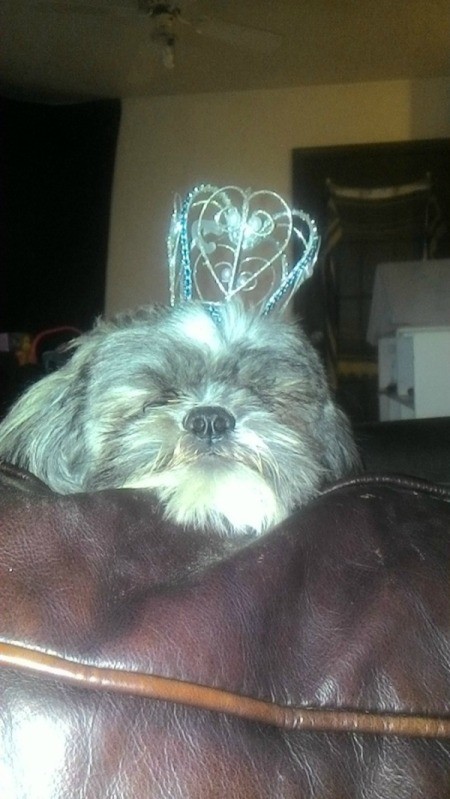 MeMagee (Shih Tzu) - dog wearing a crown.