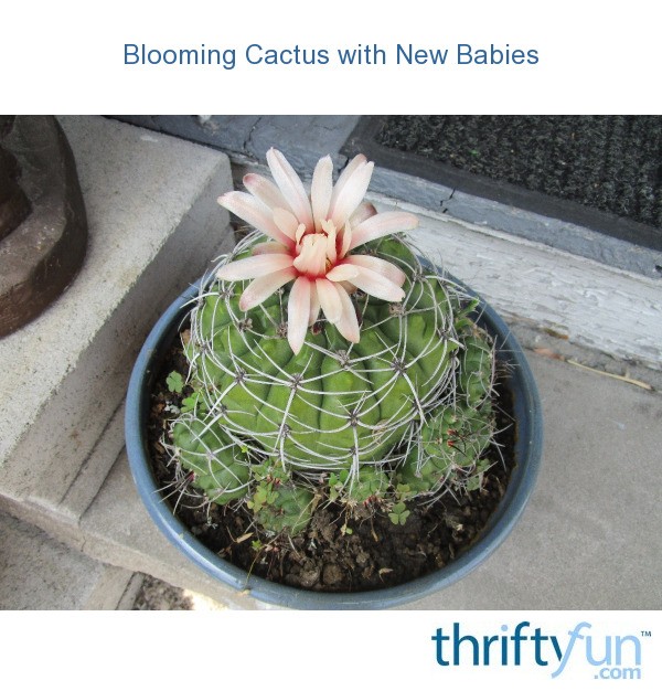 Blooming Cactus with New Babies ThriftyFun