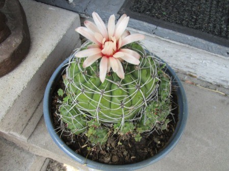 pink blossom on cactus with multiple babies around base of plant